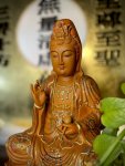 香樟-彩金