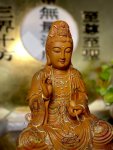 香樟-彩金